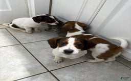 Jack Russell Terrier dogs for sale: Mocha - Image 2