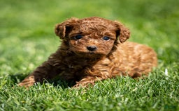 Toy Poodle dogs for sale: Ruby Belle - Image 2