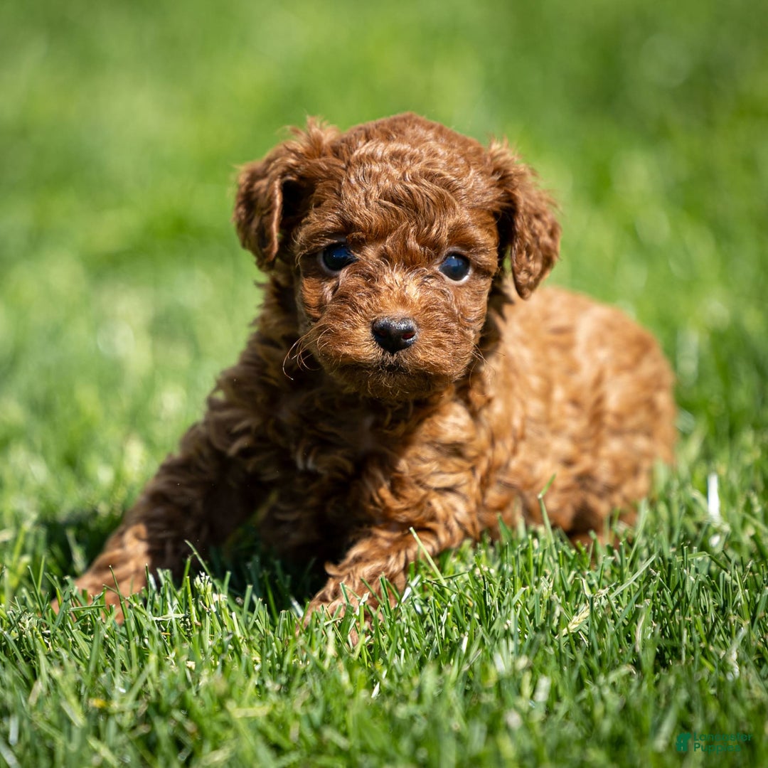 Toy Poodle dogs for sale: Ruby Belle - Image 2