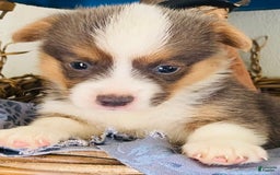 Welsh Corgi Pembroke dogs for sale: Bluie Girl - Image 4