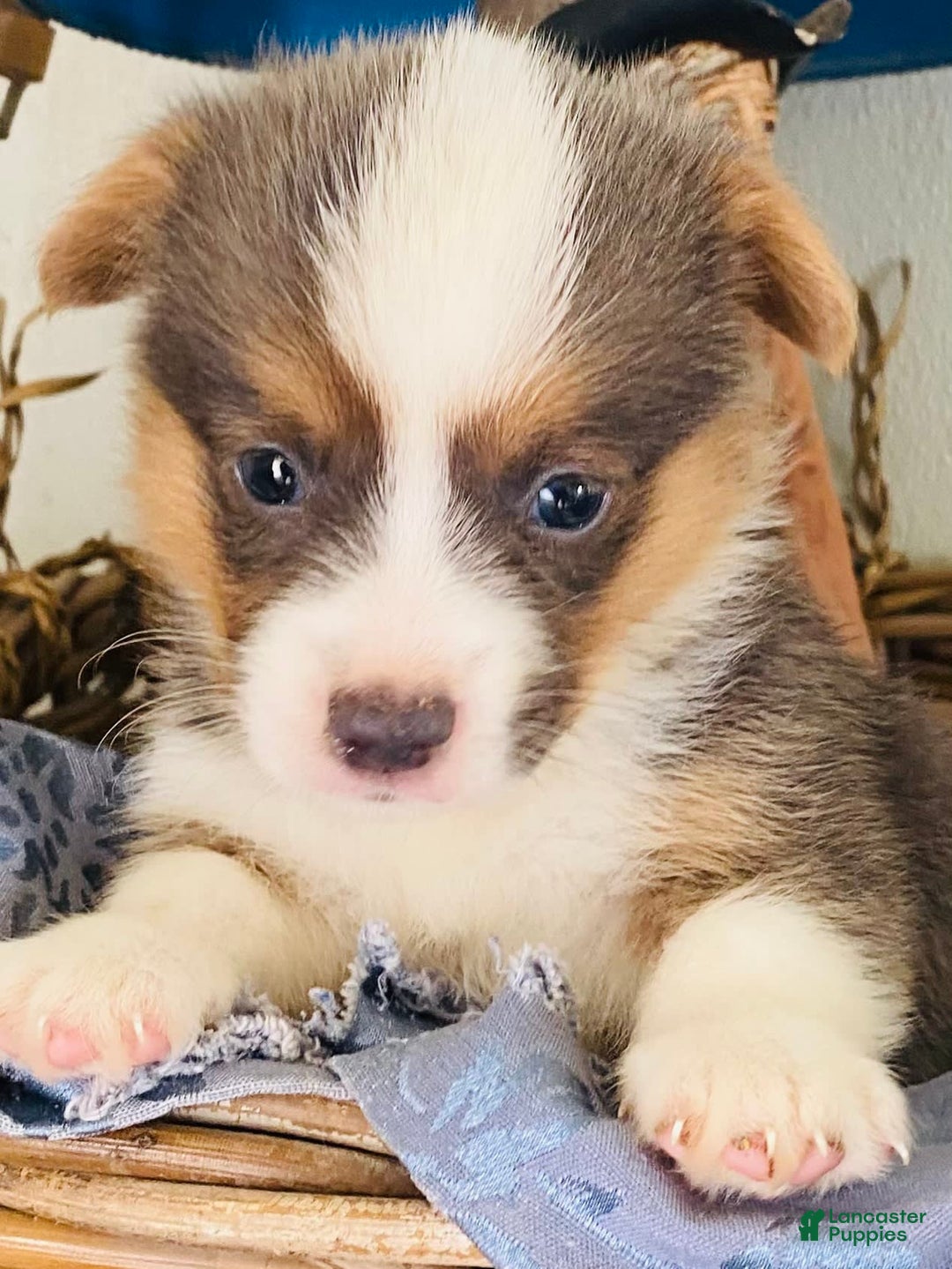 Welsh Corgi Pembroke dogs for sale: Bluie Girl - Image 4