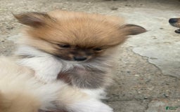 Pomeranian dogs for sale: Molly - Image 3