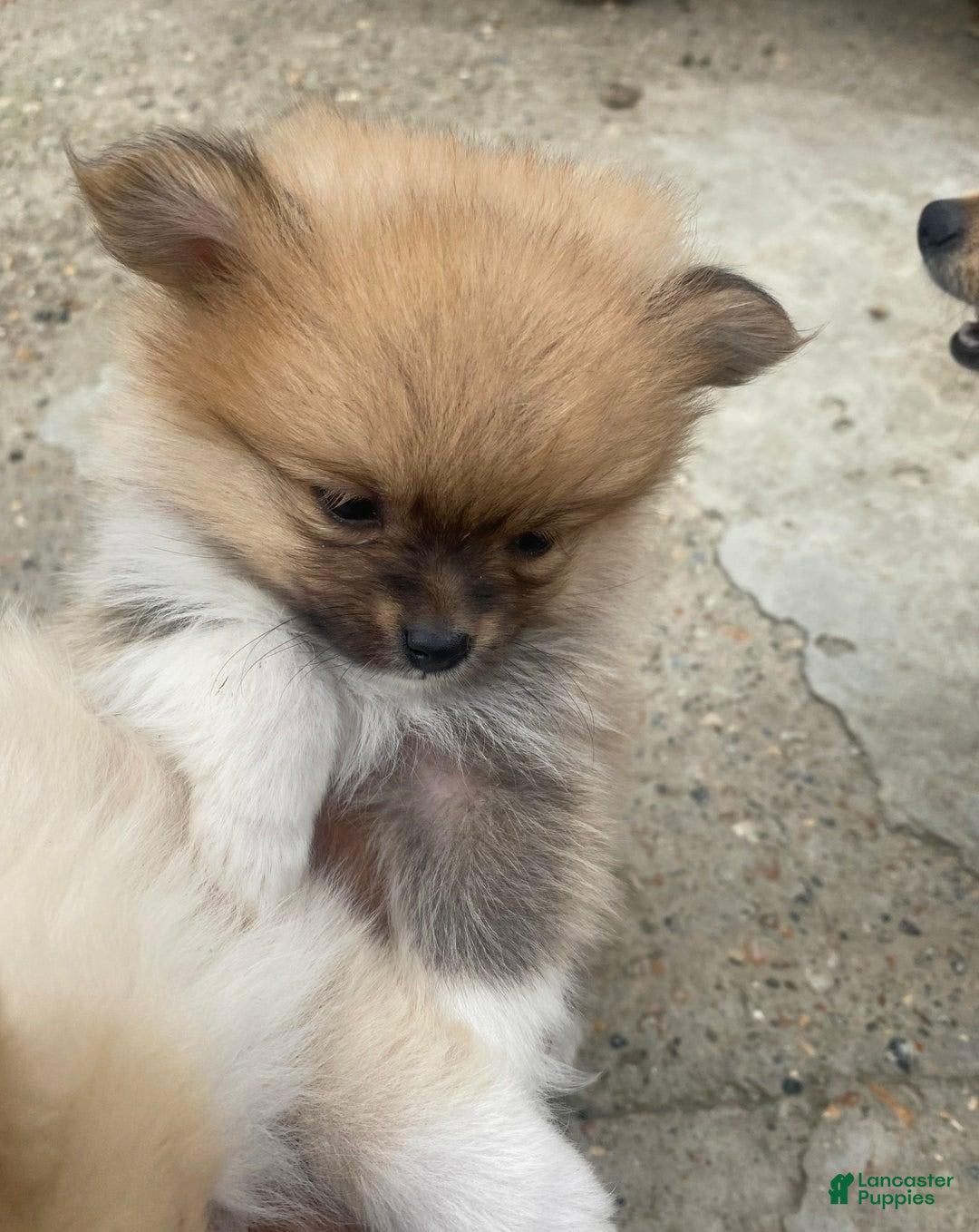 Pomeranian dogs for sale: Molly - Image 3
