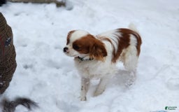 Cavalier King Charles Spaniel dogs for sale: Chip - Image 1