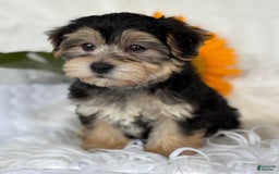 Morkie dogs for sale: LUKE - Image 10