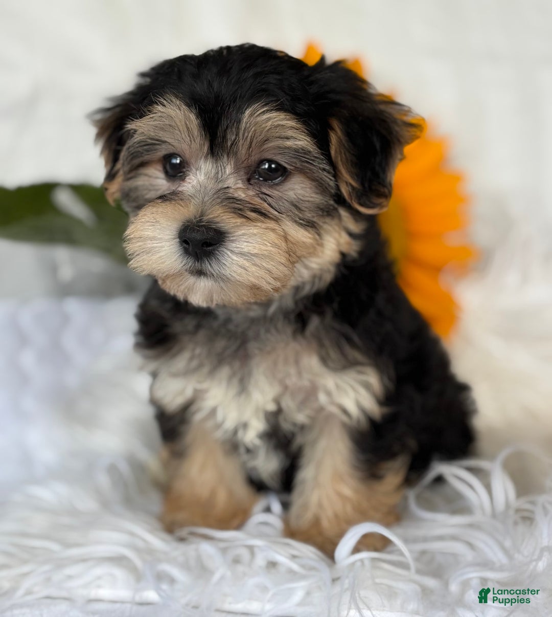 Morkie dogs for sale: LUKE - Image 10