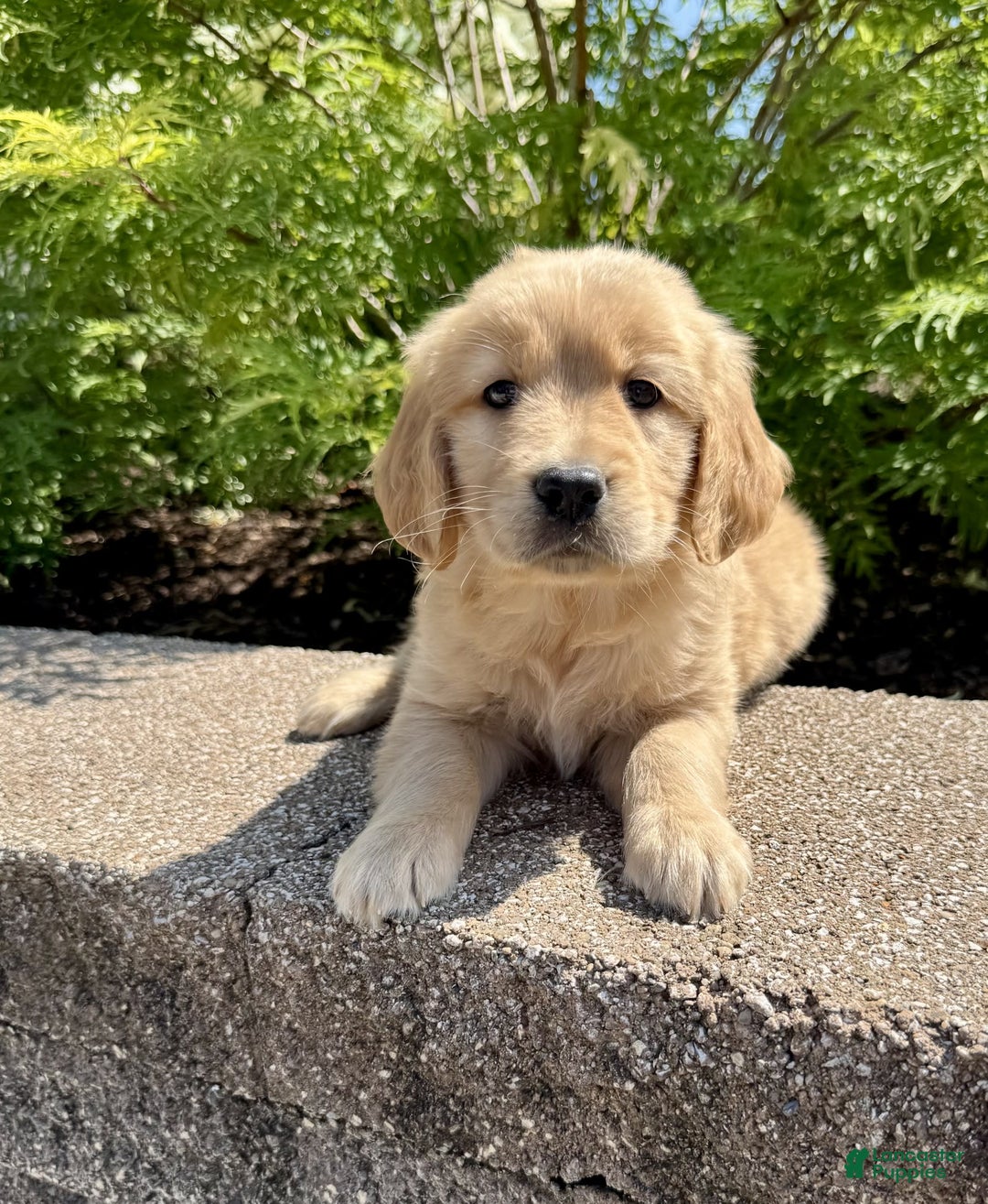Golden Retriever dogs for sale: Forest - Image 8