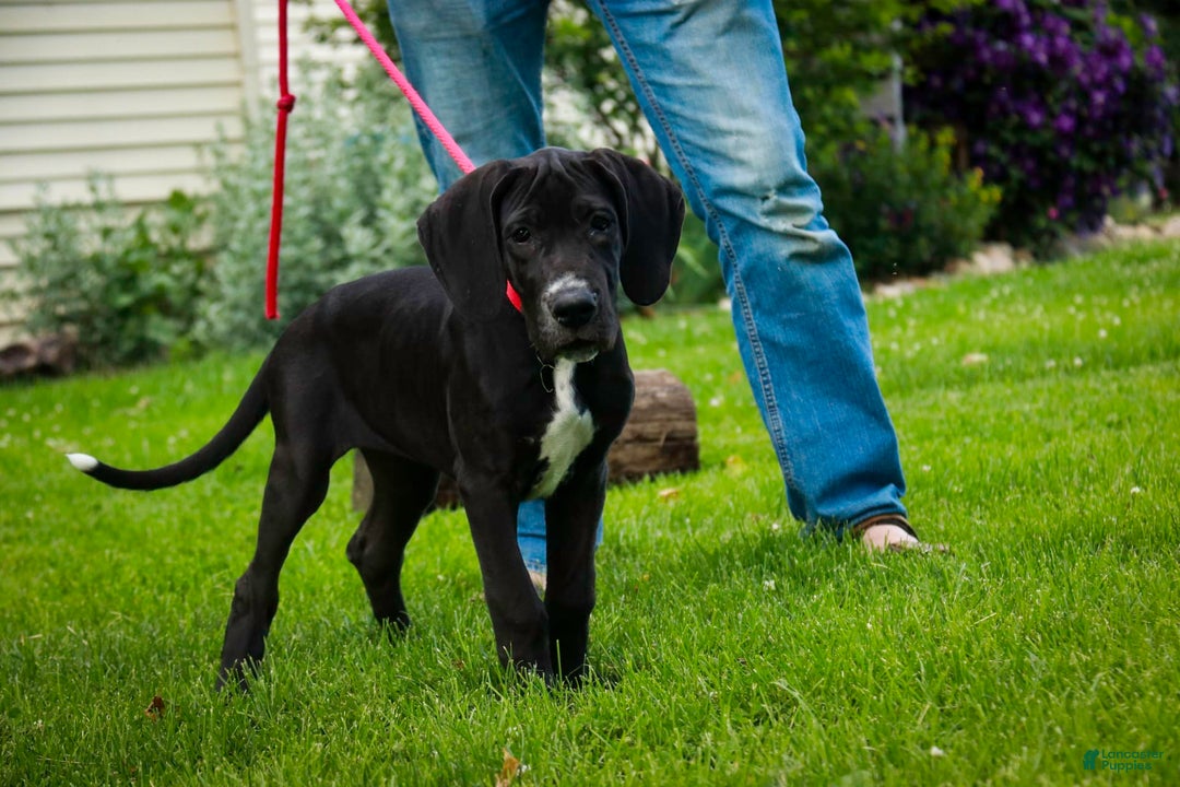 Great Dane dogs for sale: Athena - Image 17
