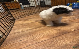 Maltipoo dogs for sale: Bouncer - Image 2