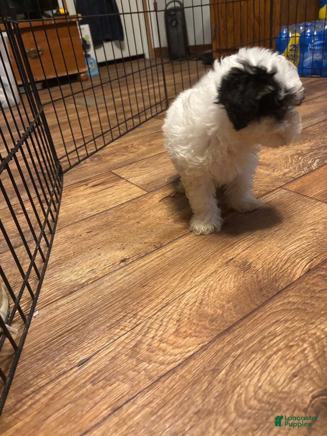 Maltipoo dogs for sale: Bouncer - Image 2
