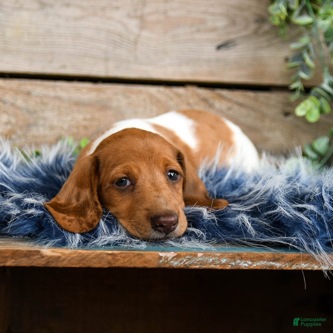 Dachshund dogs for sale: Pumpkin - Image 9