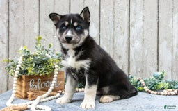 Siberian Husky dogs for sale: Moose - Image 3