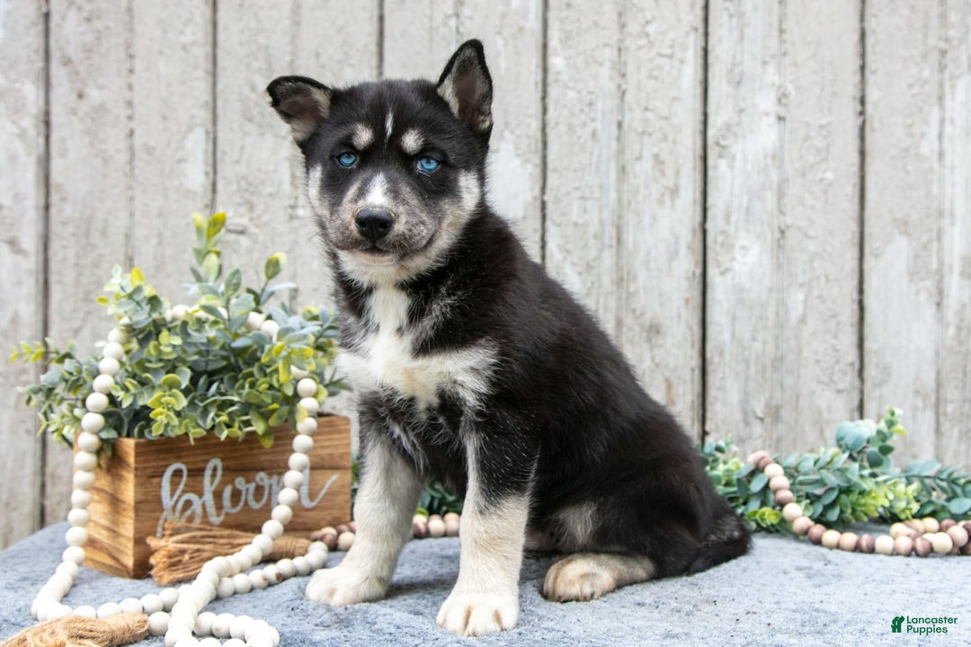 Siberian Husky dogs for sale: Moose - Image 3