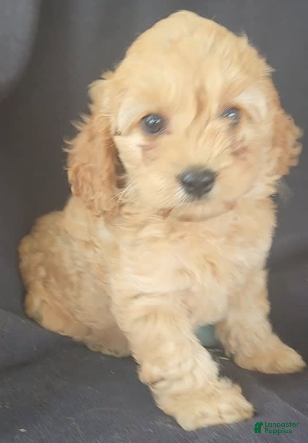 Cockapoo dogs for sale: Brooke - Image 8