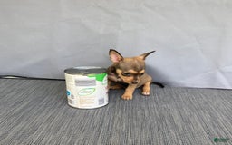 Chihuahua dogs for sale: Remi - Image 8