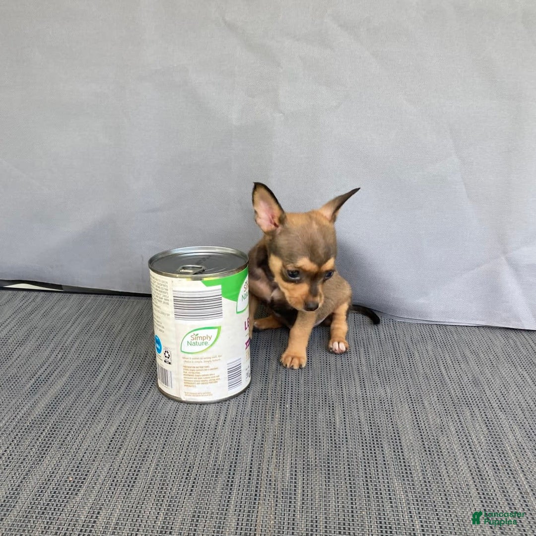 Chihuahua dogs for sale: Remi - Image 8