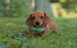 Miniature Dachshund dogs for sale: Jake - Image 2