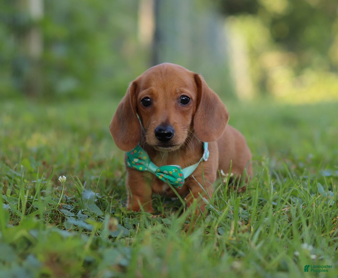 Miniature Dachshund dogs for sale: Jake - Image 2