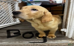 Labrador Retriever dogs for sale: Boom Boom - Image 1