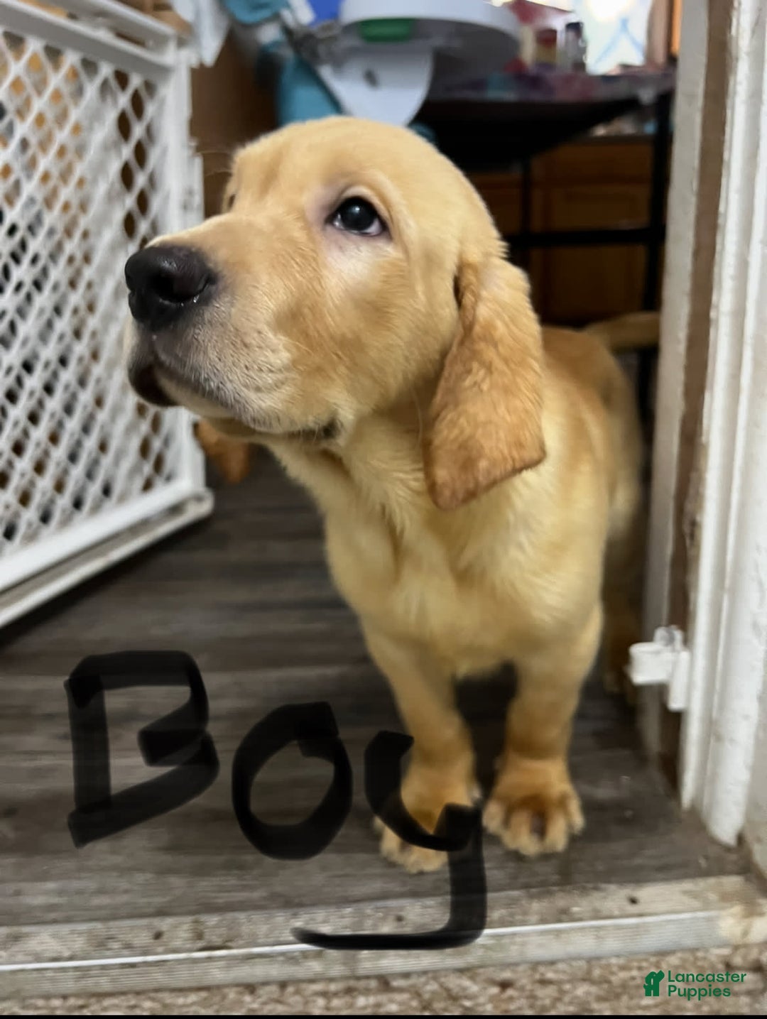 Labrador Retriever dogs for sale: Boom Boom - Image 1