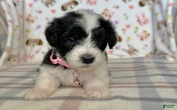 Sheepadoodle dogs for sale: Wilma - Image 8