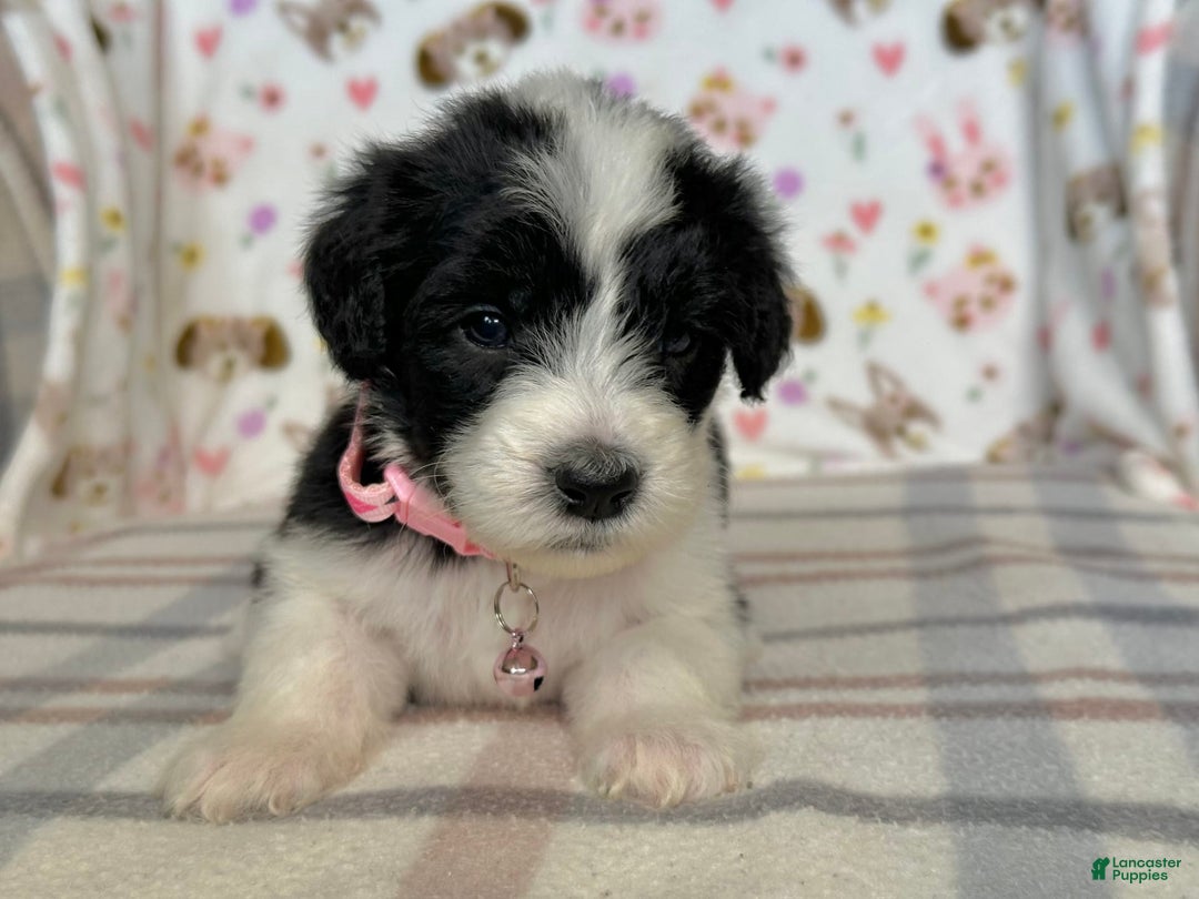 Sheepadoodle dogs for sale: Wilma - Image 8