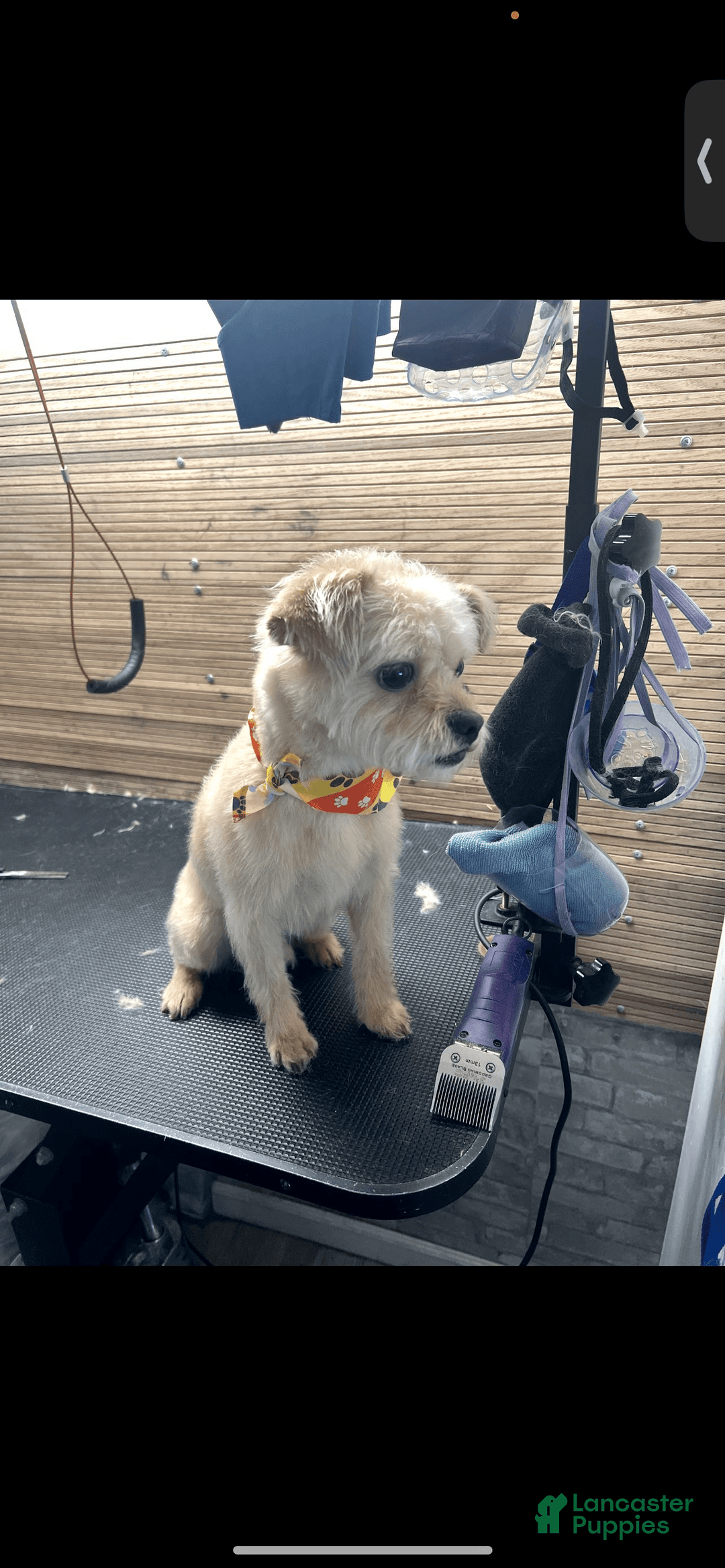 Cavapoo dogs for sale: Dixie - Image 11