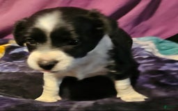 Chihuahua dogs for sale: Lori - Image 4