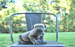 Cane Corso dogs for sale: Cane Corso 12 puppies - Image 41