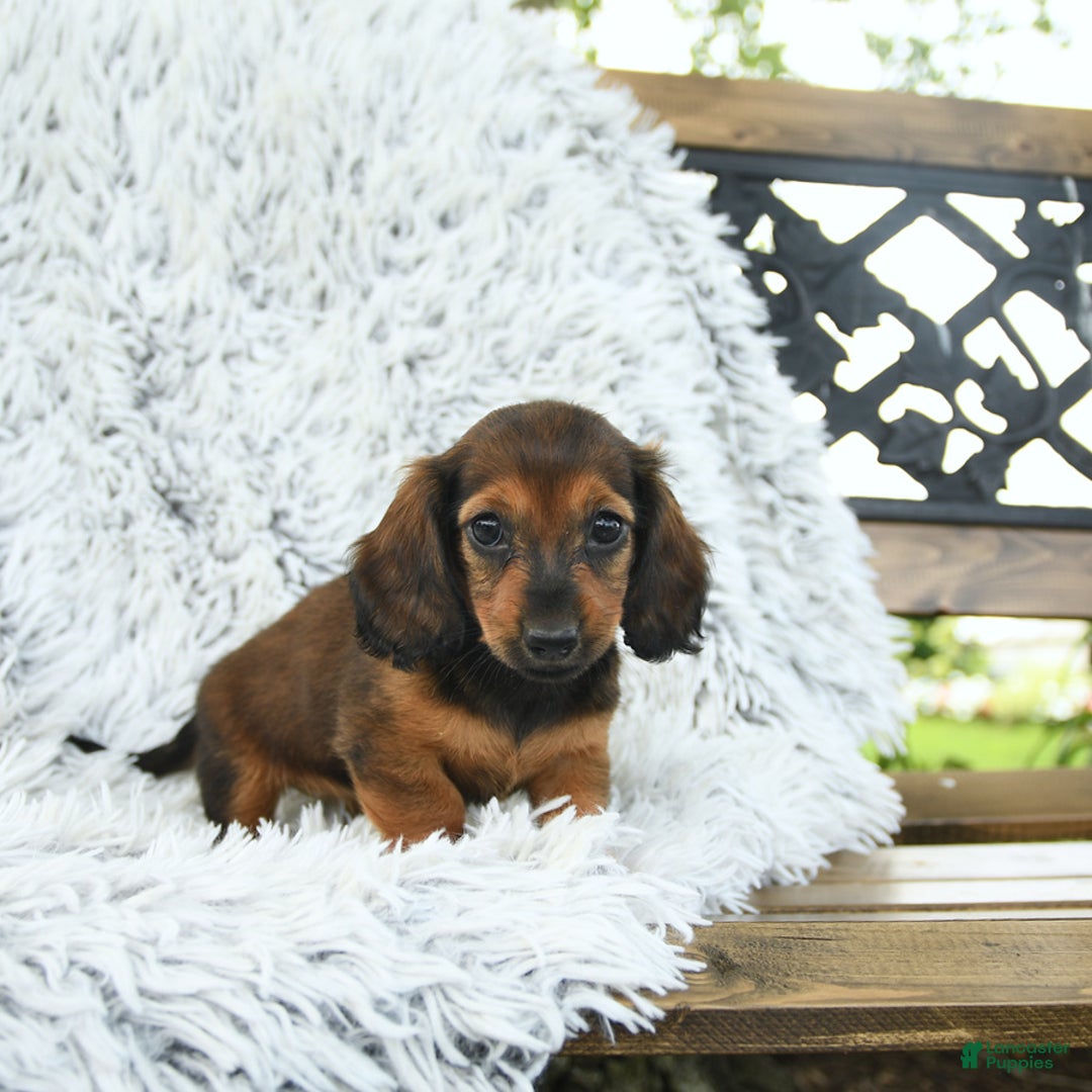 Miniature Dachshund dogs for sale: Beth - Image 3