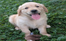 Golden Retriever dogs for sale: Missy - Image 4