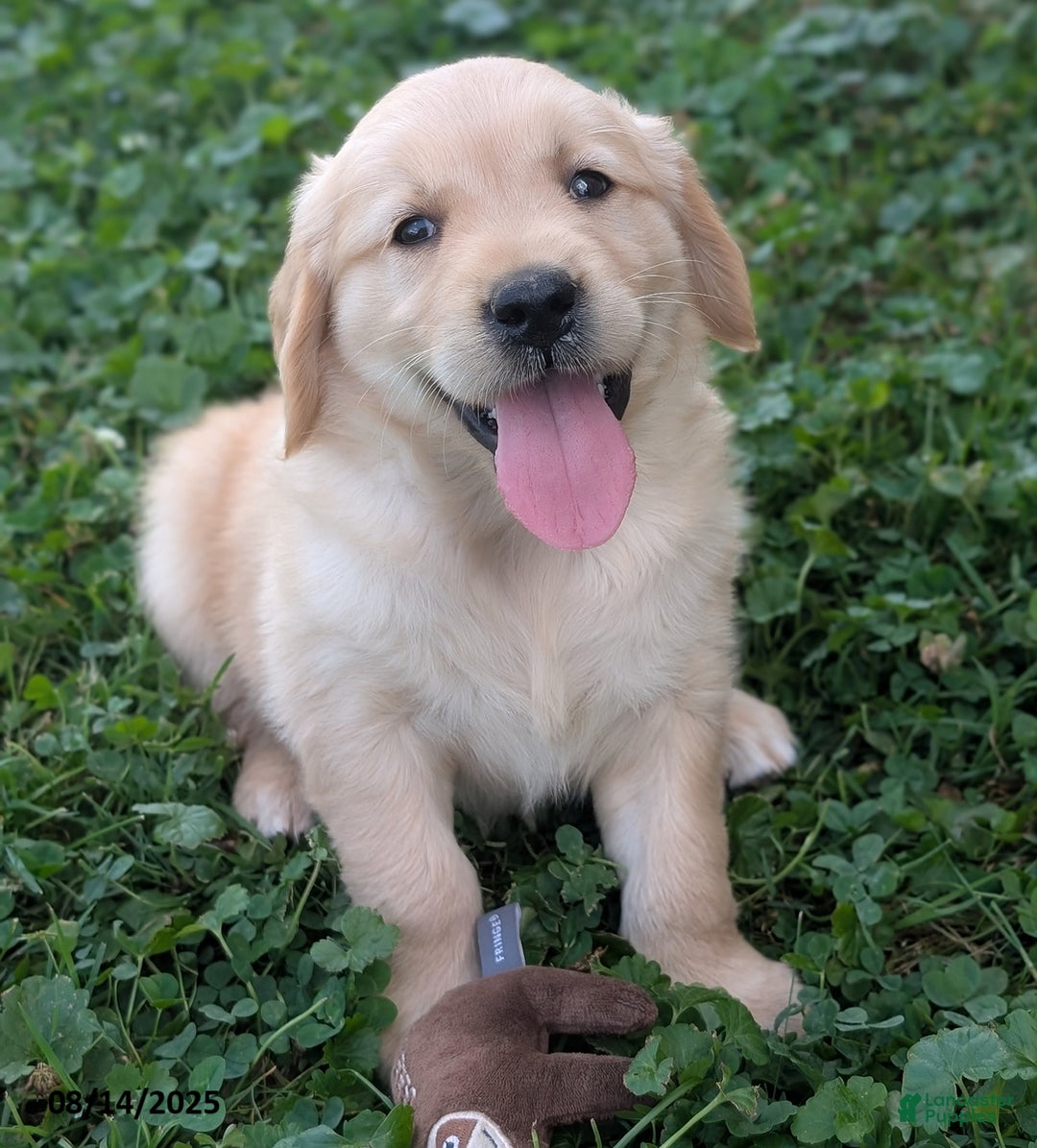 Golden Retriever dogs for sale: Missy - Image 4
