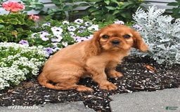 Cavalier King Charles Spaniel dogs for sale: Charlie - Image 13