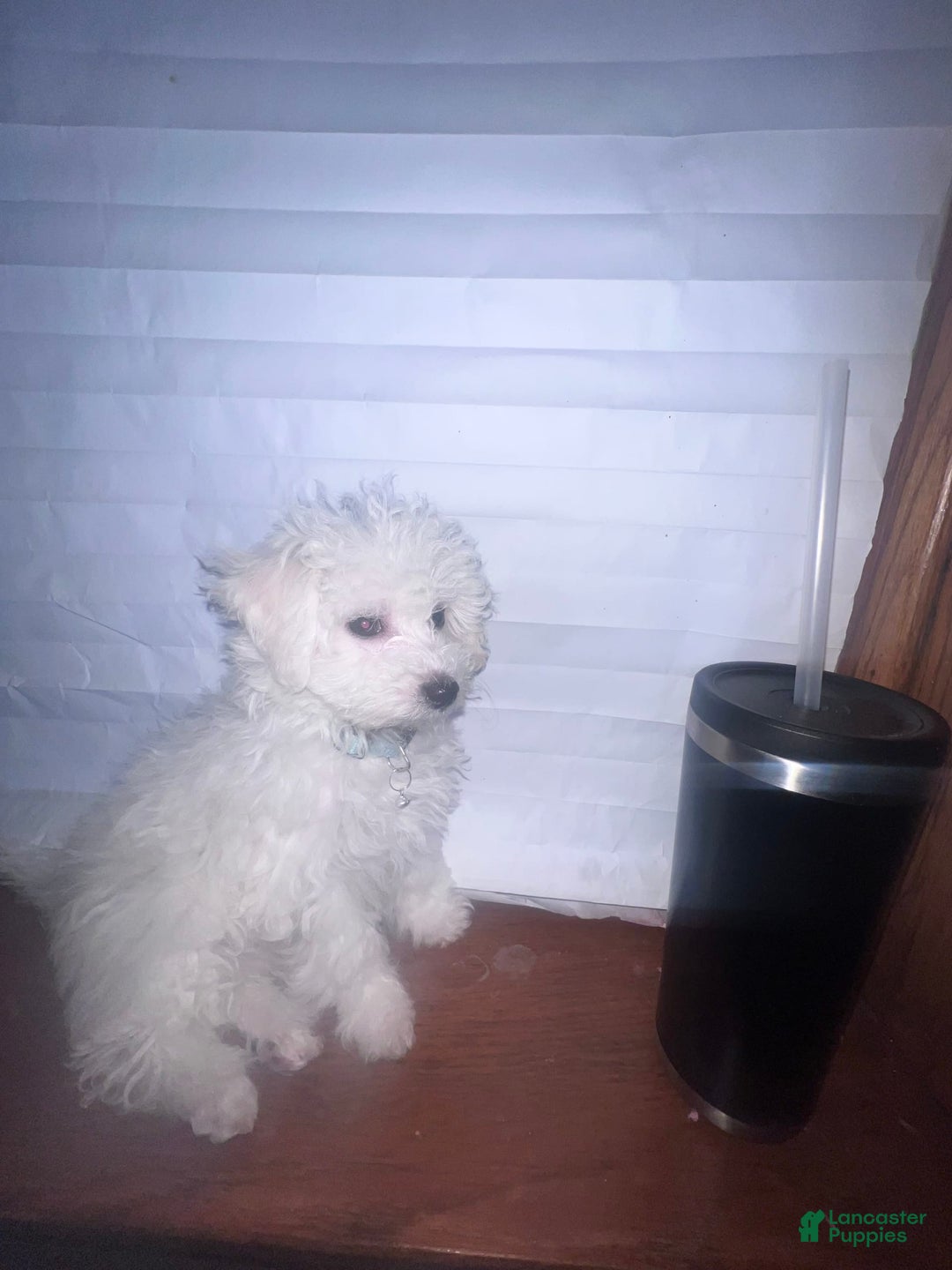 Bichon Frise dogs for sale: Leo - Image 3