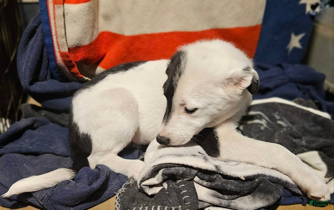 Border Collie dogs for sale: Hondo - Image 8