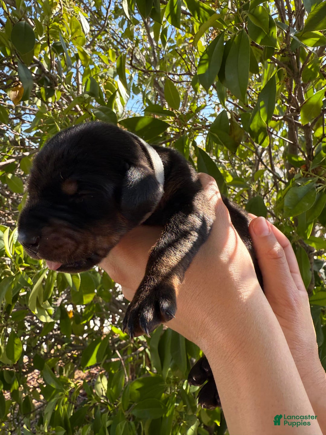 Doberman Pinscher dogs for sale: Grey Collar - Image 8