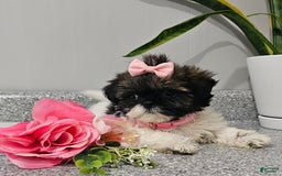 Shih Tzu dogs for sale: Tiny Tiff ❤️ - Image 34