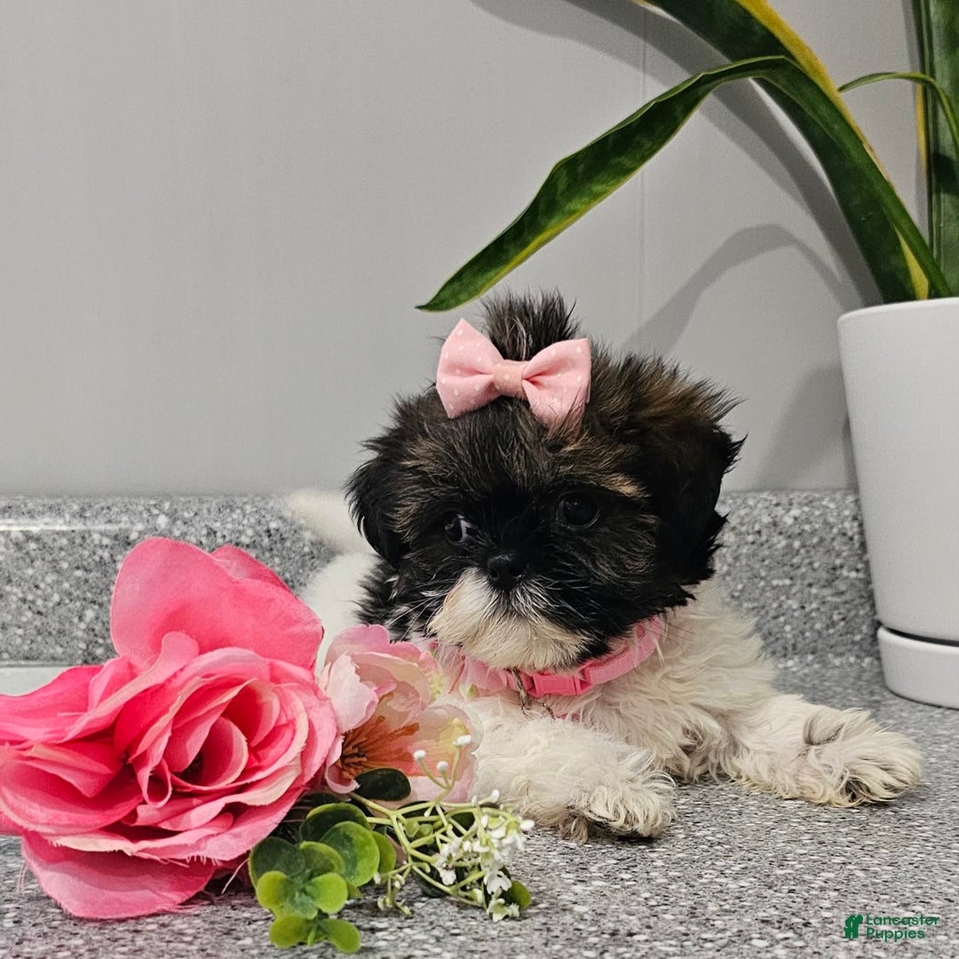Shih Tzu dogs for sale: Tiny Tiff ❤️ - Image 34
