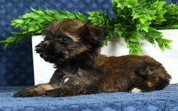 Havapoo dogs for sale: Wendell - Image 9