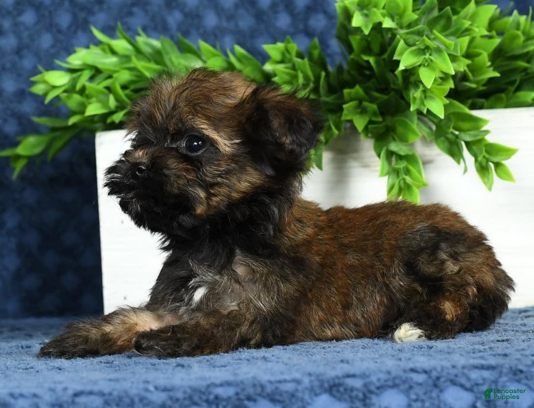 Havapoo dogs for sale: Wendell - Image 9
