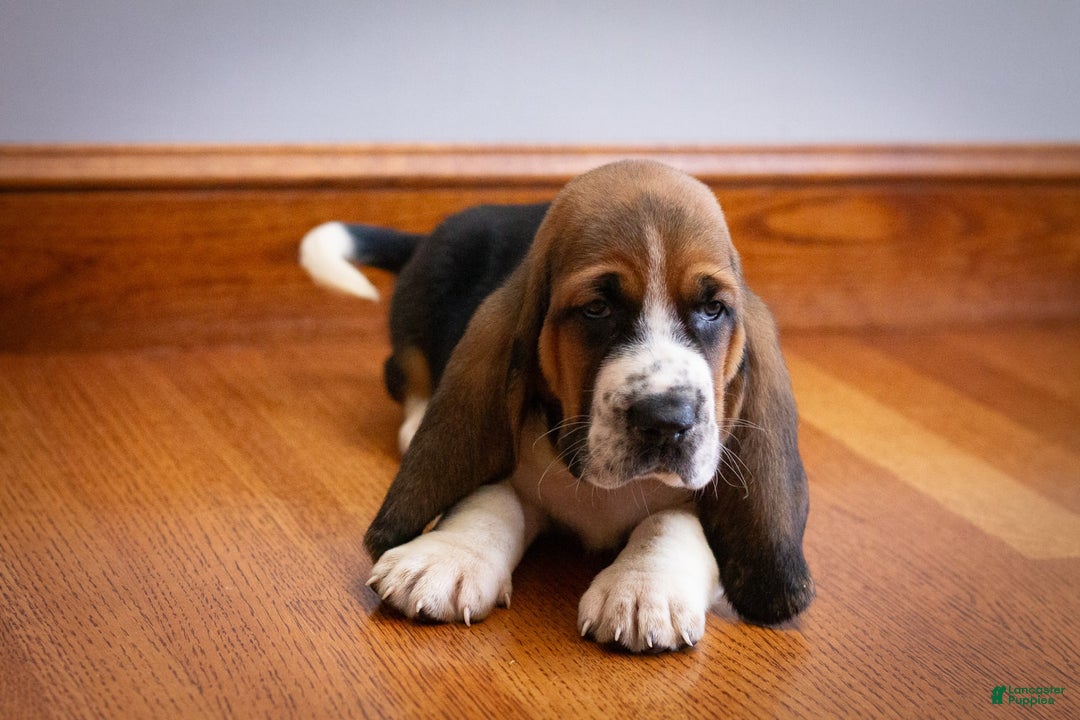 Basset Hound dogs for sale: Hank - Image 3