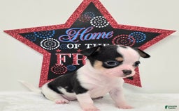 Chihuahua dogs for sale: Leti - Image 2