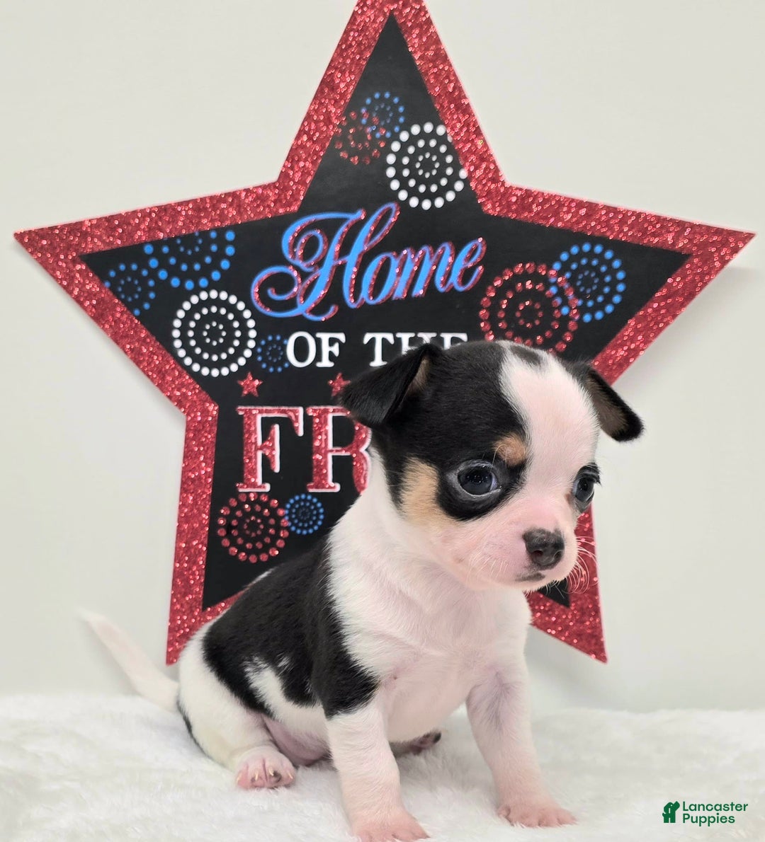 Chihuahua dogs for sale: Leti - Image 2