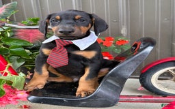 Doberman Pinscher dogs for sale: Micheal - Image 2