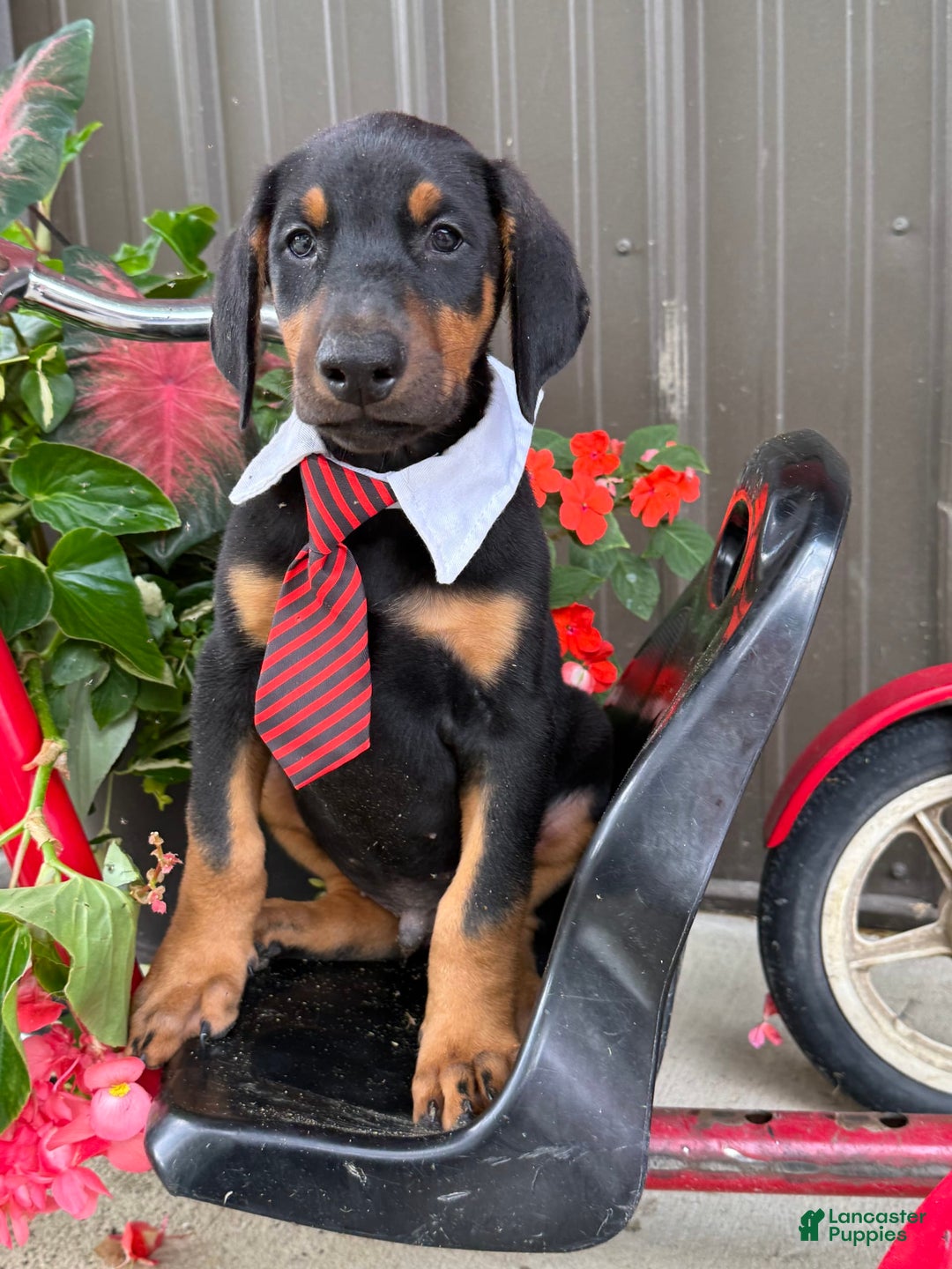 Doberman Pinscher dogs for sale: Micheal - Image 2