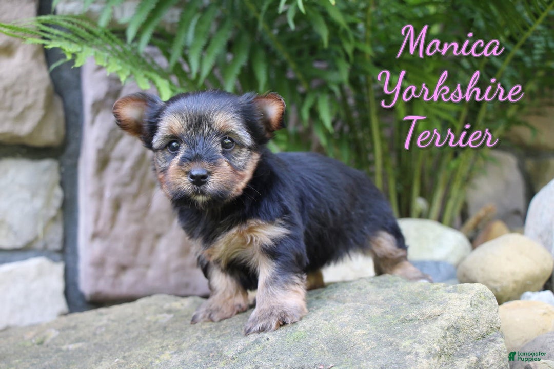 Yorkshire Terrier dogs for sale: Monica - Image 1