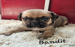Puggle dogs for sale: Bandit - Image 4