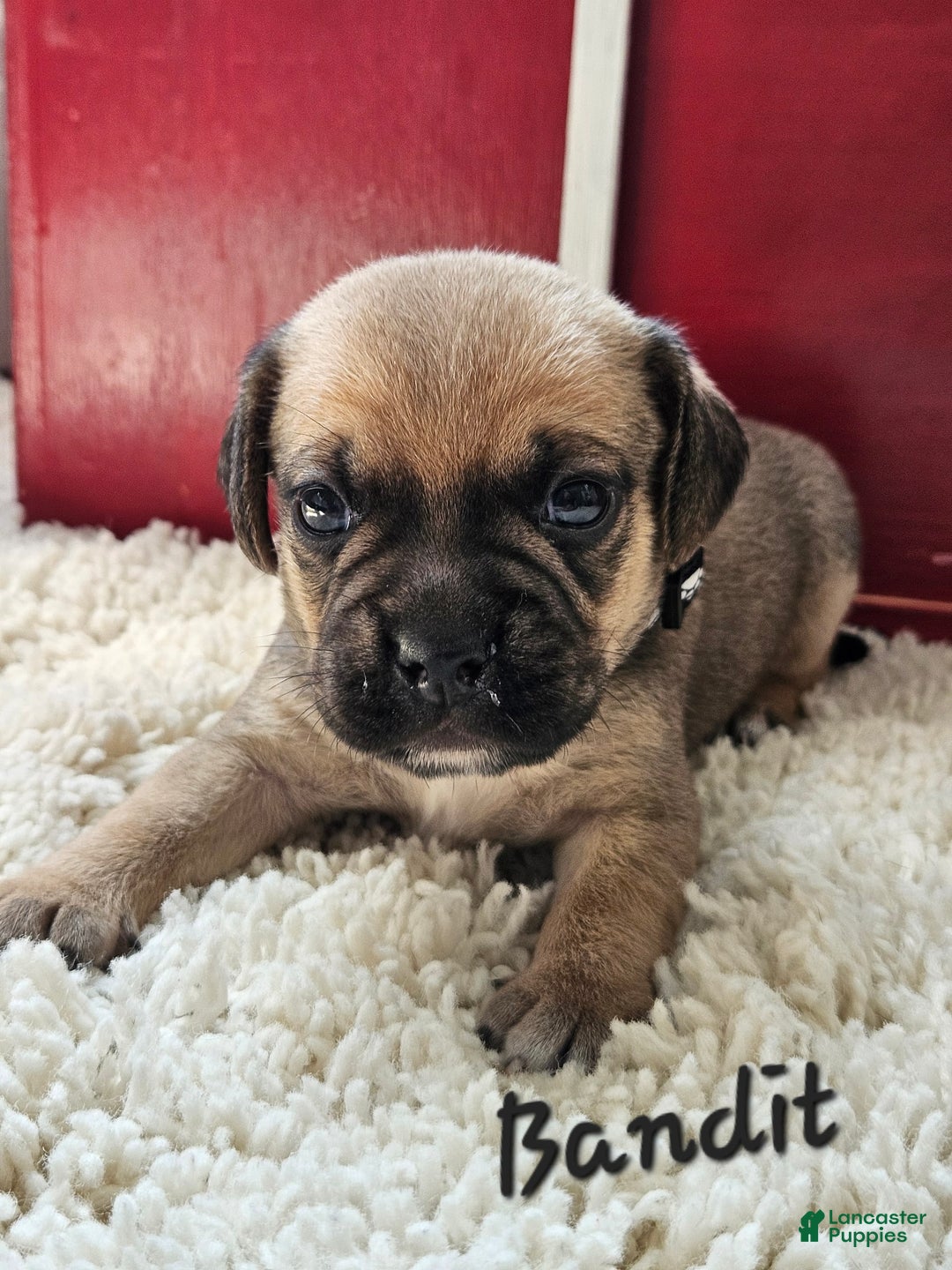 Puggle dogs for sale: Bandit - Image 4