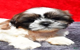 Shih Tzu dogs for sale: Isabella - Image 3