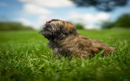 Shih Tzu dogs for sale: Arwen - Image 16